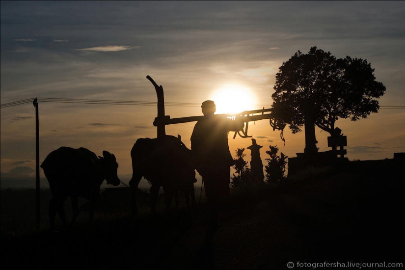 The Balinese rice fields