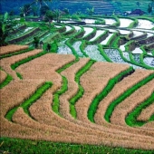 The Balinese rice fields