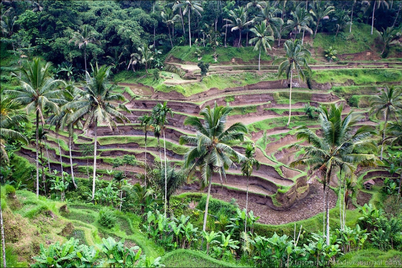 The Balinese rice fields