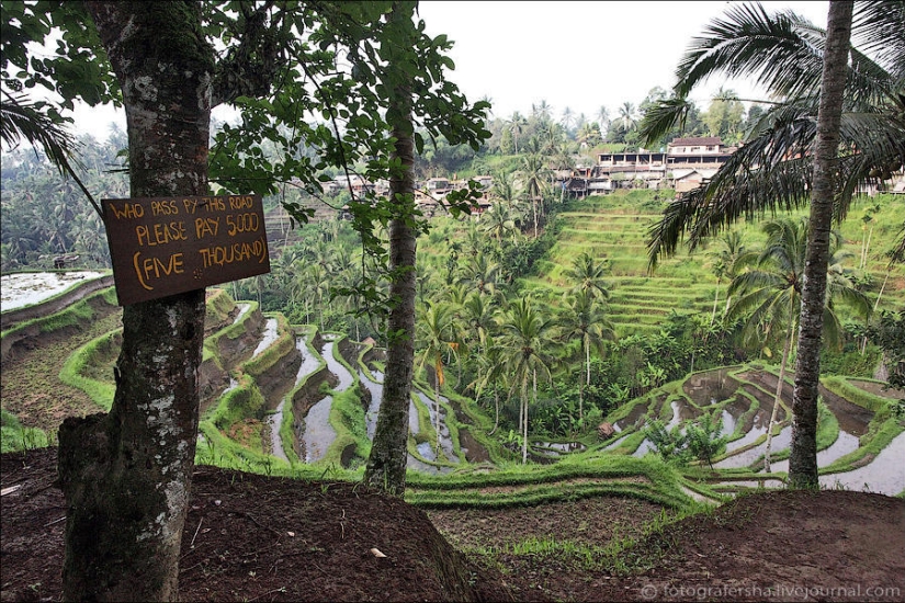 The Balinese rice fields