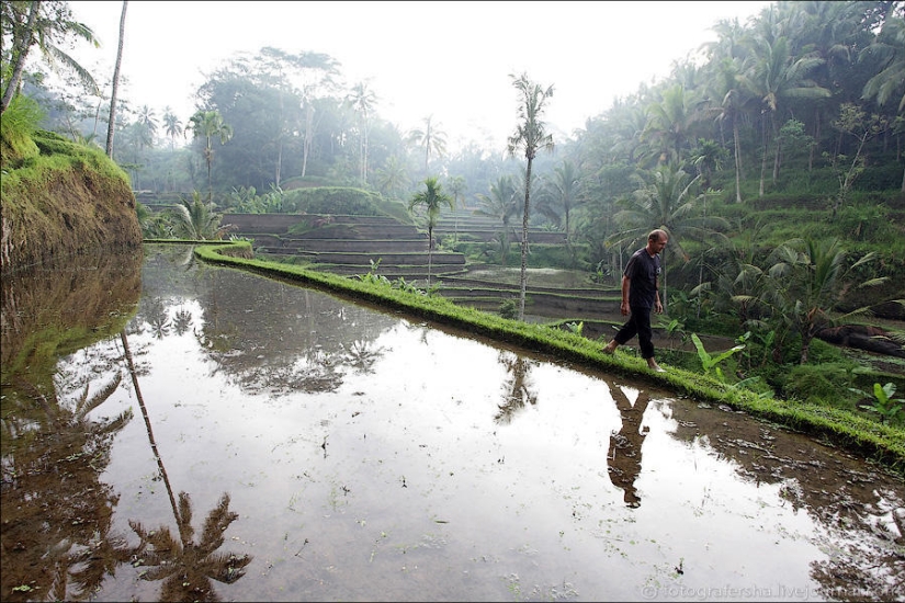 The Balinese rice fields