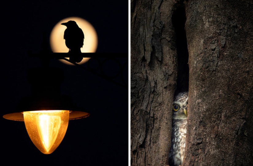 The best bird photos from the Bird Photographer of the Year contest The best bird photos from the Bird Photographer of the Year contest