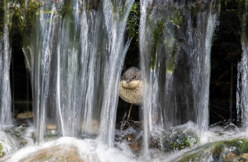 The best bird photos from the Bird Photographer of the Year contest The best bird photos from the Bird Photographer of the Year contest