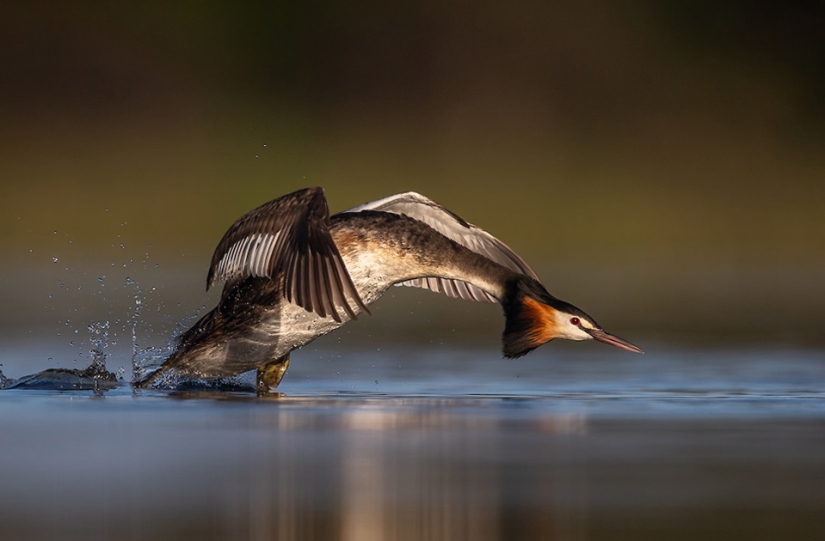 The best bird photos from the Bird Photographer of the Year contest The best bird photos from the Bird Photographer of the Year contest