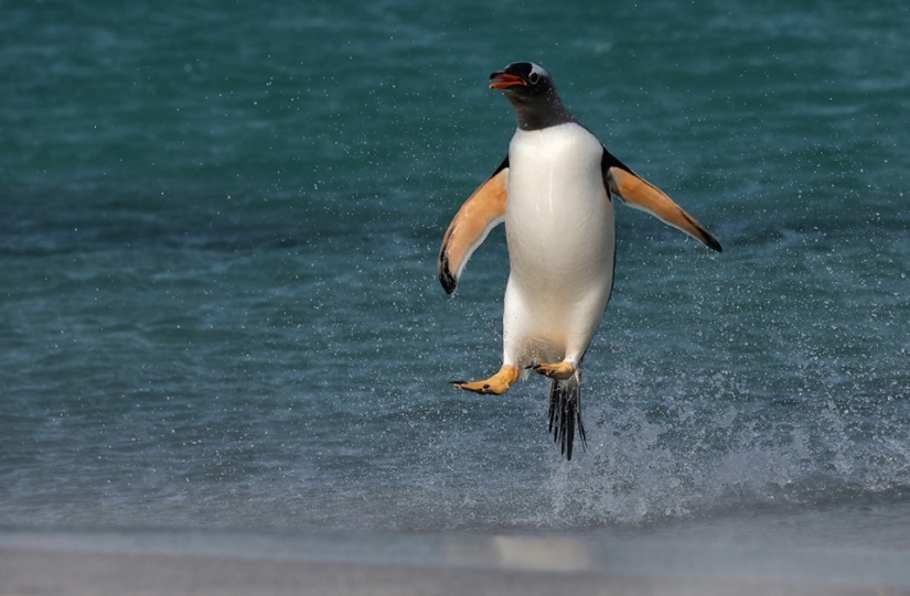 The best bird photos from the Bird Photographer of the Year contest The best bird photos from the Bird Photographer of the Year contest