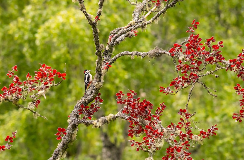 The best bird photos from the Bird Photographer of the Year contest The best bird photos from the Bird Photographer of the Year contest
