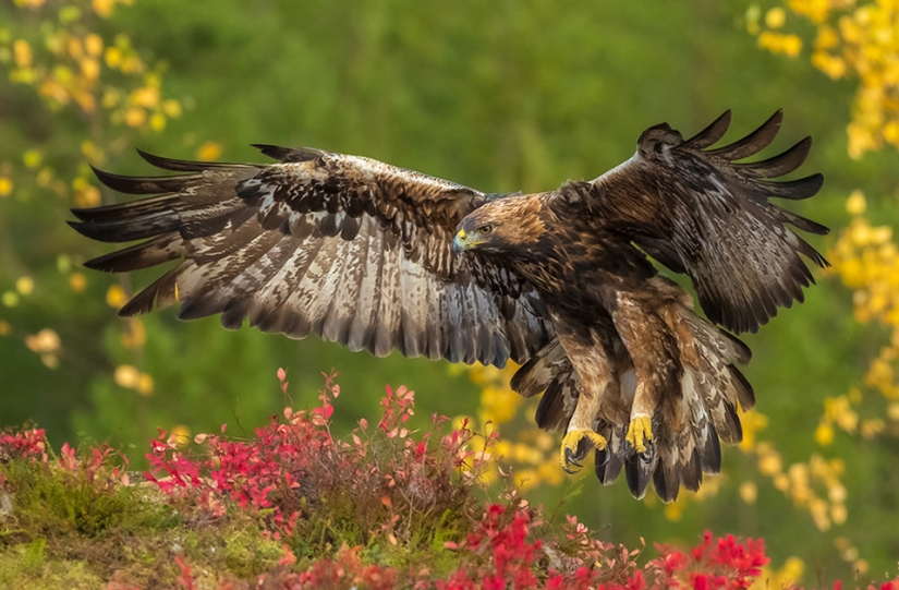 The best bird photos from the Bird Photographer of the Year contest The best bird photos from the Bird Photographer of the Year contest