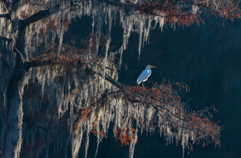 The best bird photos from the Bird Photographer of the Year contest The best bird photos from the Bird Photographer of the Year contest