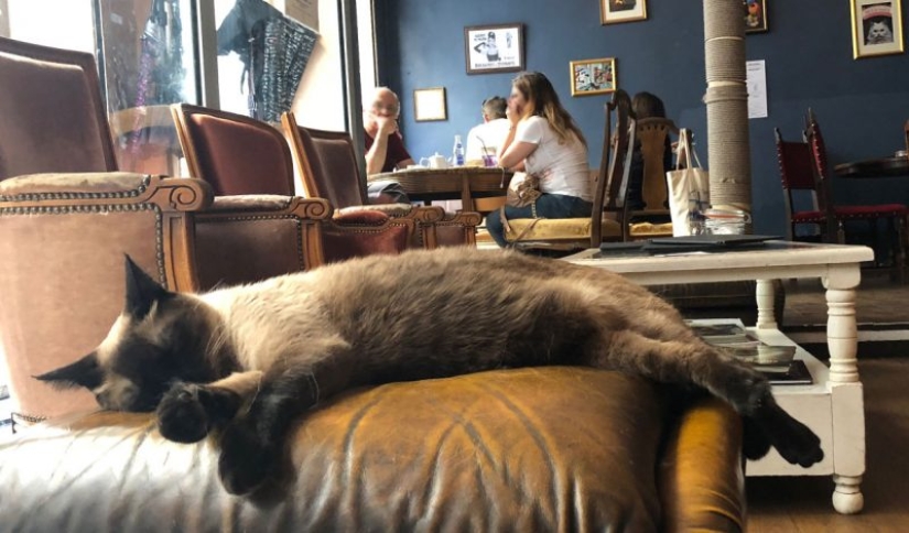 The best cat cafes in the world