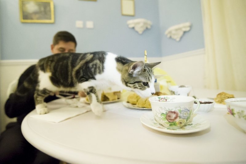 The best cat cafes in the world