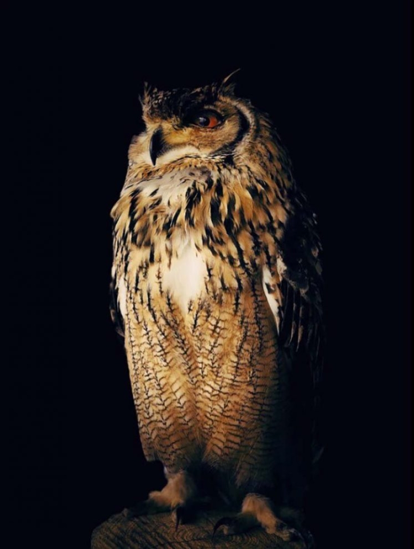 The best mobile photos of the year: the winners of the iPhone Photography Awards 2019 have been announced