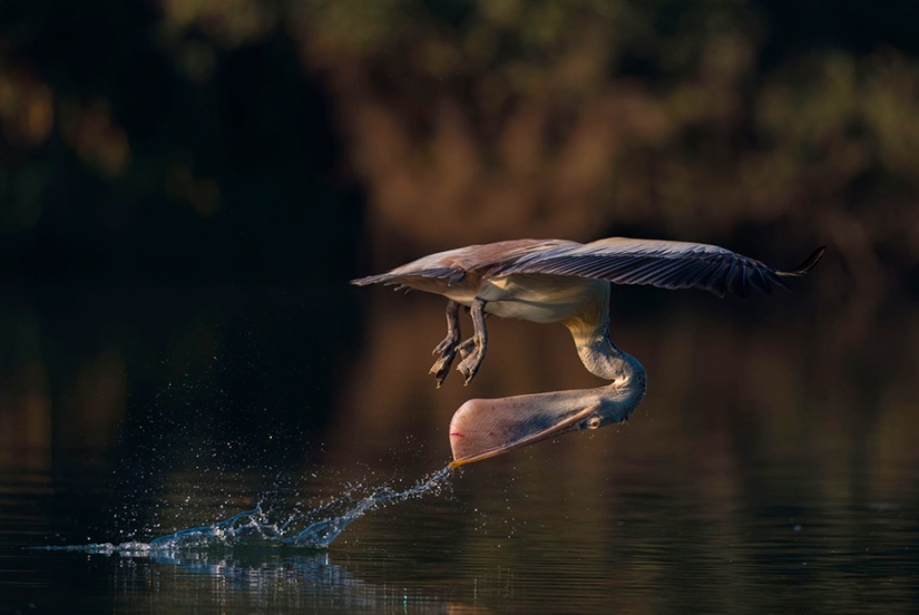The best photos from the shortlist of the 17th Smithsonian Photo Contest The best photos from the shortlist of the 17th Smithsonian Photo Contest