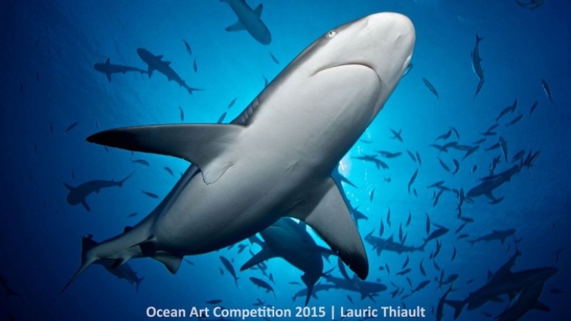 The best underwater photos of 2015