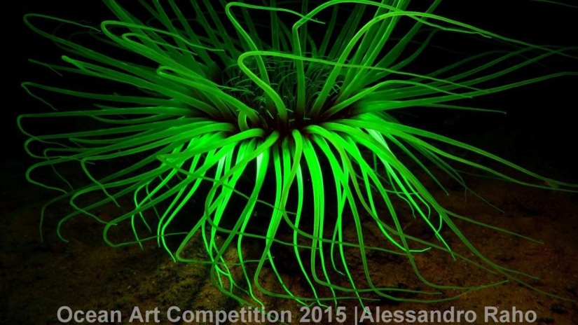 The best underwater photos of 2015 The best underwater photos of 2015