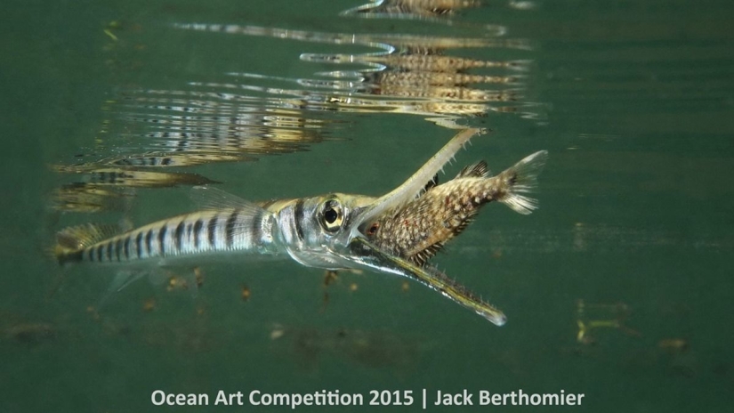 The best underwater photos of 2015 The best underwater photos of 2015