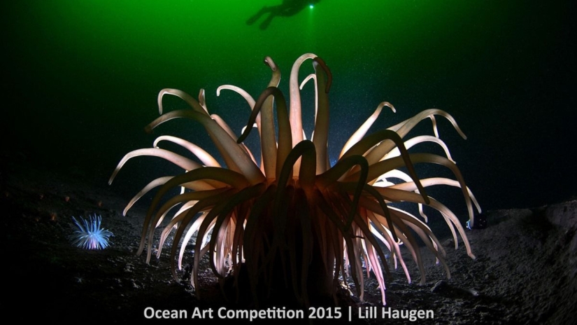 The best underwater photos of 2015 The best underwater photos of 2015