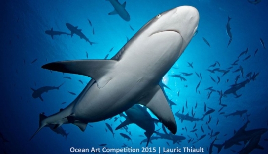 The best underwater photos of 2015 The best underwater photos of 2015