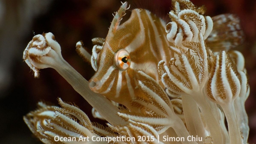 The best underwater photos of 2015 The best underwater photos of 2015