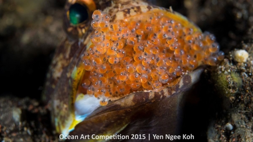 The best underwater photos of 2015 The best underwater photos of 2015