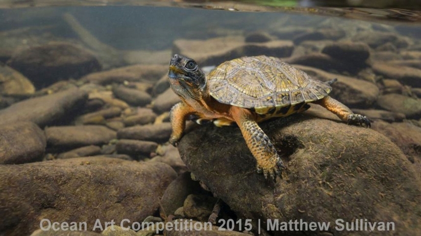 The best underwater photos of 2015 The best underwater photos of 2015