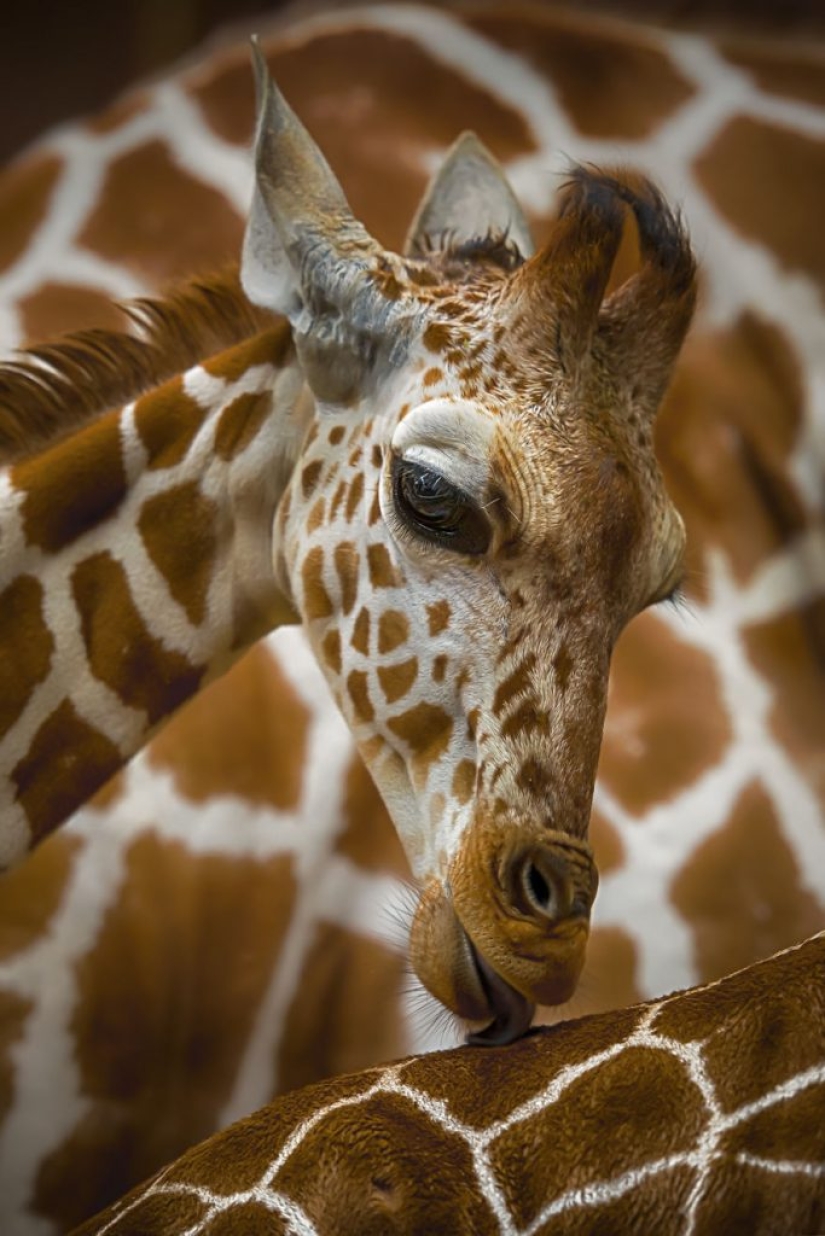 The best works from the final of the Love 2019 photo contest The best works from the final of the Love 2019 photo contest