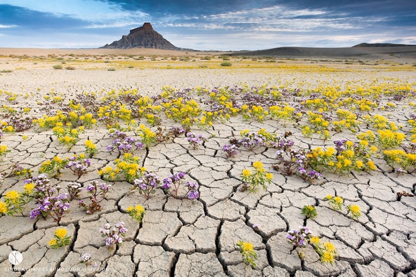 The blooming desert of Anza-Borrego