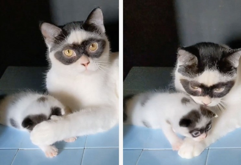 The cat became the star of Tiktok because of his resemblance to Zorro The cat became the star of Tiktok because of his resemblance to Zorro