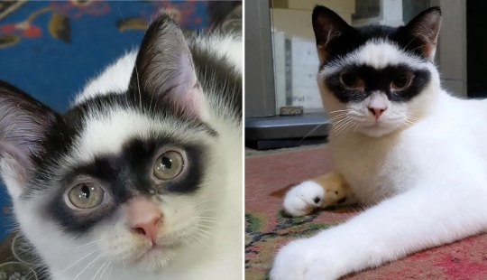 The cat became the star of Tiktok because of his resemblance to Zorro