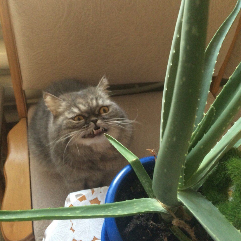 "The cat? Innocent!" furry hooligans have a powerful patron in the State Duma