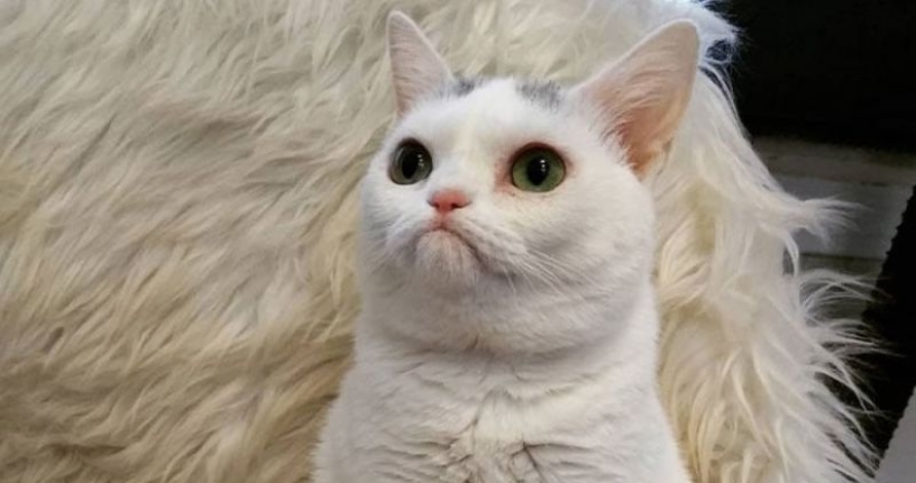 The cat Widget with an eternally dissatisfied muzzle conquered the network