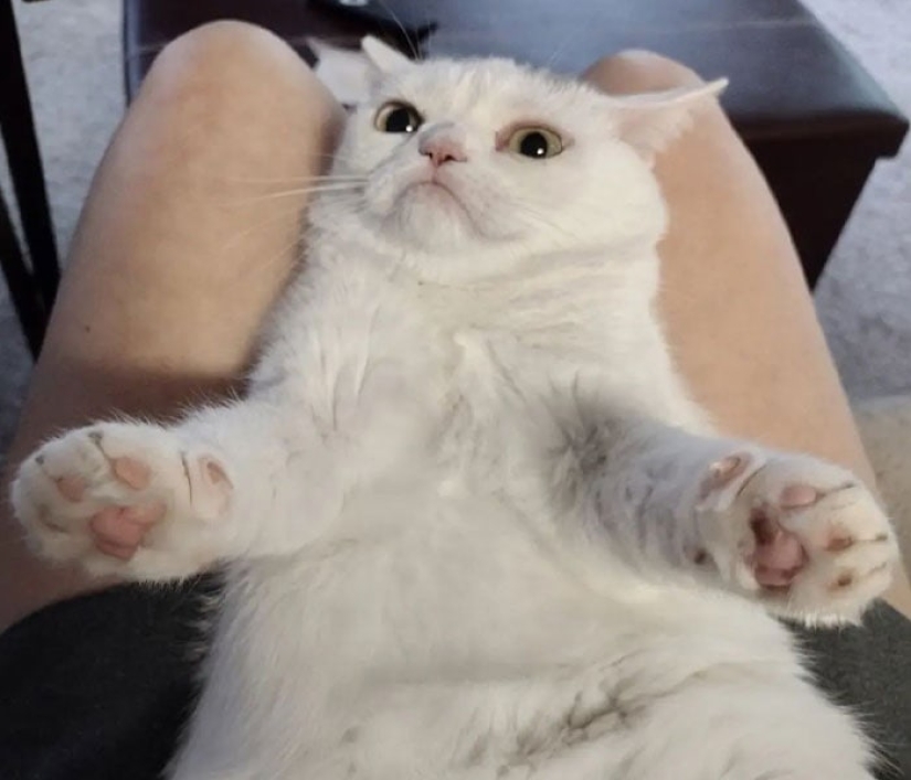 The cat Widget with an eternally dissatisfied muzzle conquered the network