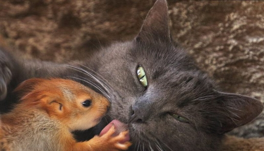 The Crimean cat Pusha adopted four squirrels for upbringing