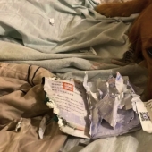 The dog did not allow the owner to go to the epicenter of the coronavirus, destroying her passport
