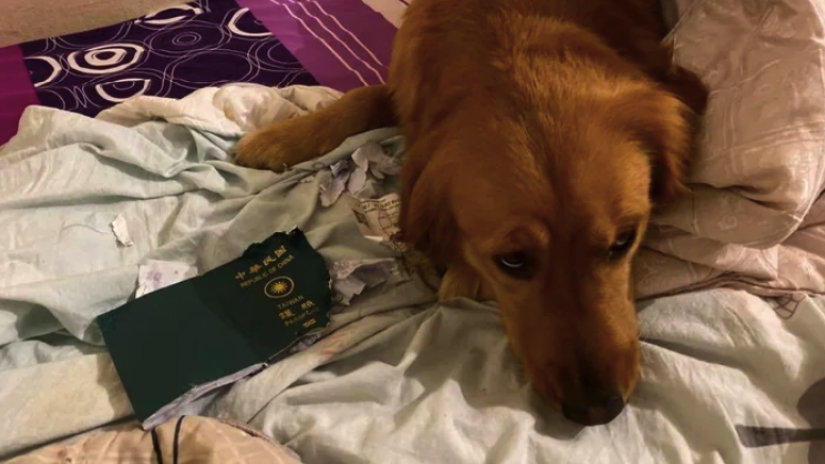 The dog did not allow the owner to go to the epicenter of the coronavirus, destroying her passport