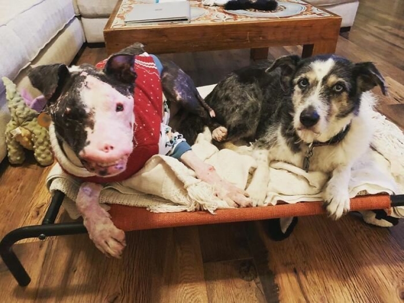 The dog, disfigured by the disease, did not believe happiness when attention was paid to him