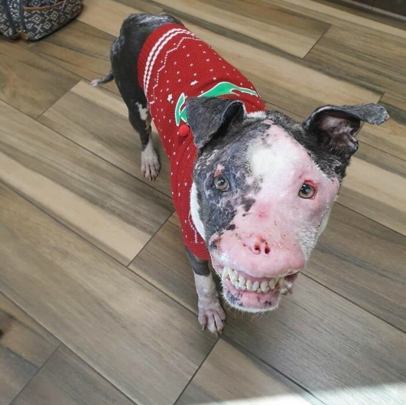 The dog, disfigured by the disease, did not believe happiness when attention was paid to him