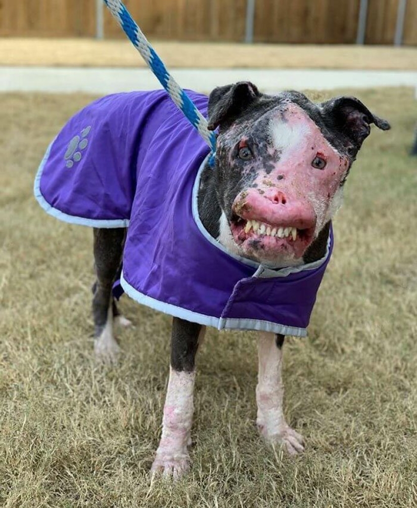 The dog, disfigured by the disease, did not believe happiness when attention was paid to him