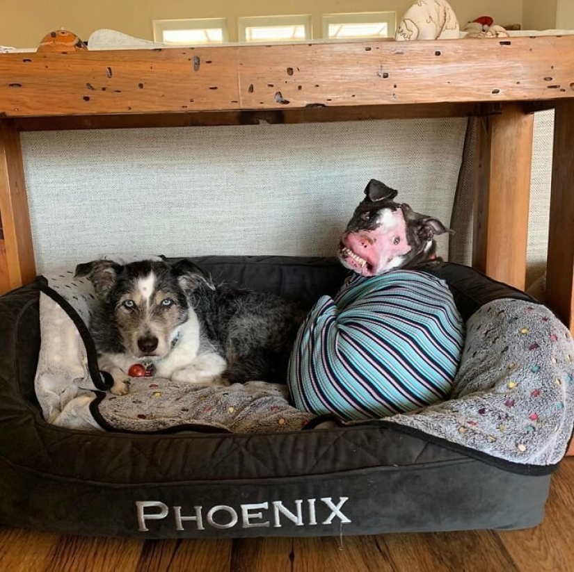 The dog, disfigured by the disease, did not believe happiness when attention was paid to him