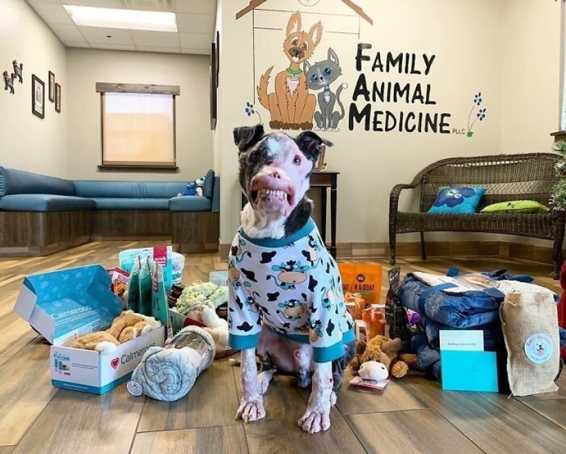 The dog, disfigured by the disease, did not believe happiness when attention was paid to him