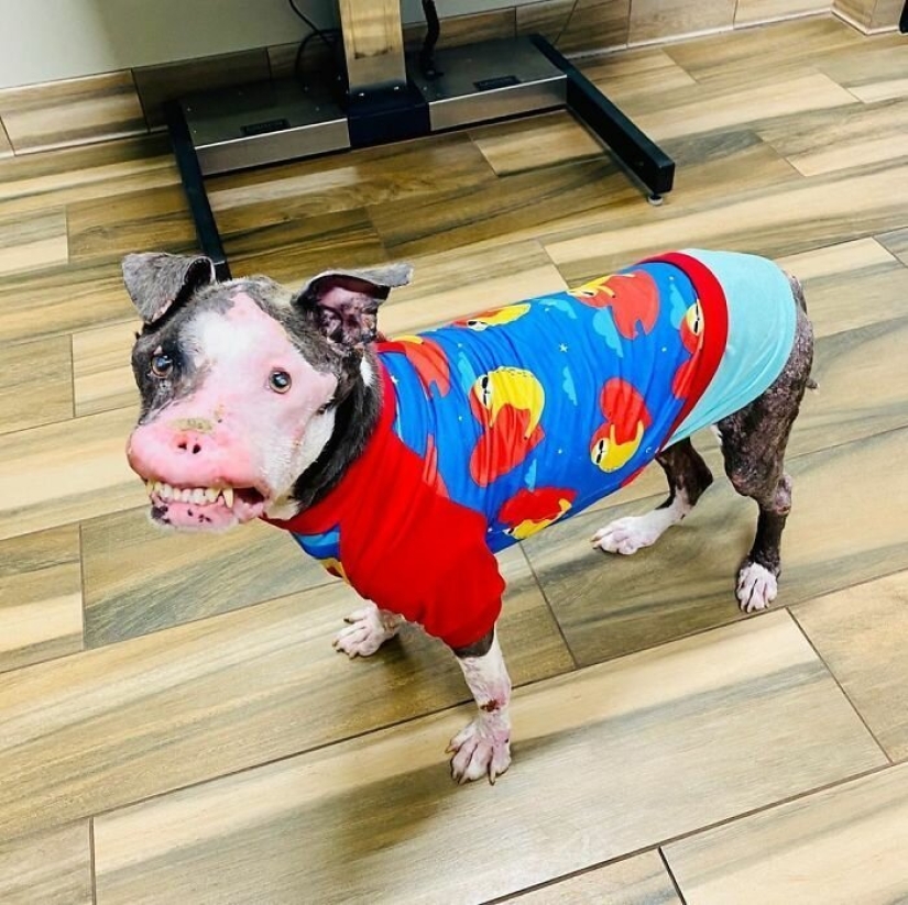 The dog, disfigured by the disease, did not believe happiness when attention was paid to him