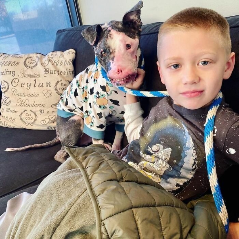 The dog, disfigured by the disease, did not believe happiness when attention was paid to him