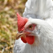 "The enemy will not pass!": thousands of chickens pecked to death a fox that made its way to their chicken coop