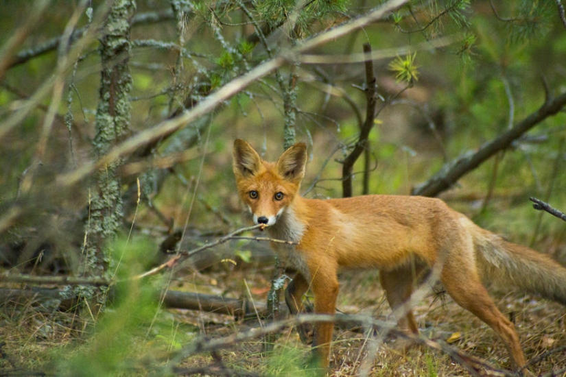 "The enemy will not pass!": thousands of chickens pecked to death a fox that made its way to their chicken coop