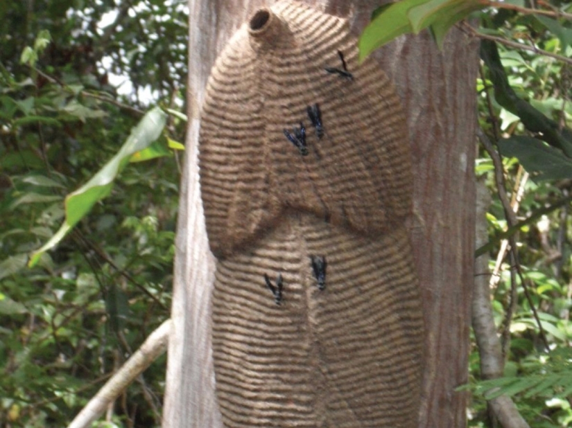 The entomologist experienced the most painful insect bites and compiled a pain scale