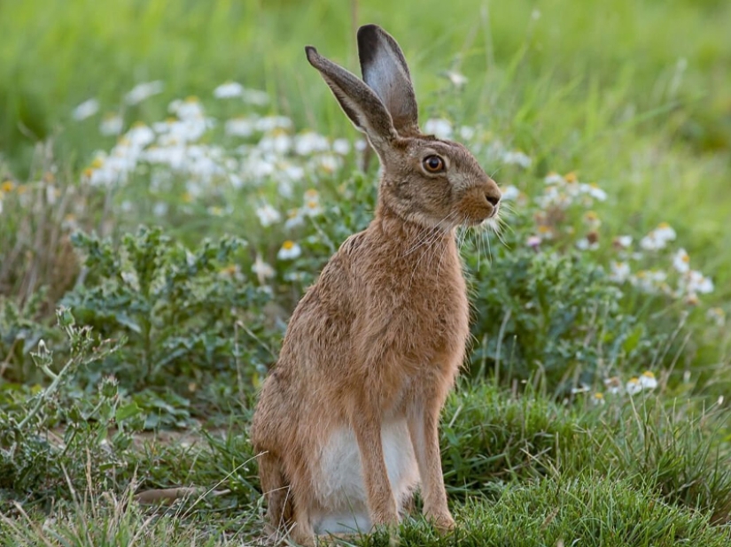 The fastest animals on earth, in water and in the air