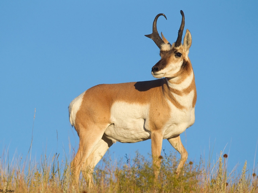 The fastest animals on earth, in water and in the air