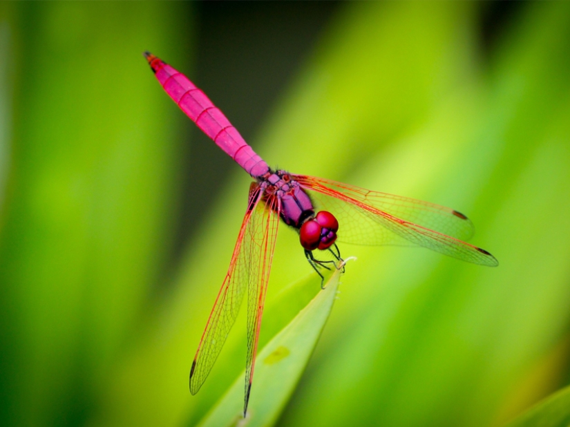 The fastest animals on earth, in water and in the air