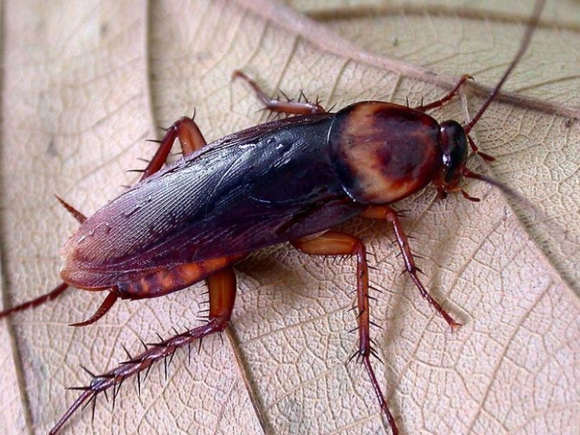 The fastest animals on earth, in water and in the air