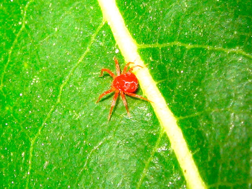 The fastest animals on earth, in water and in the air