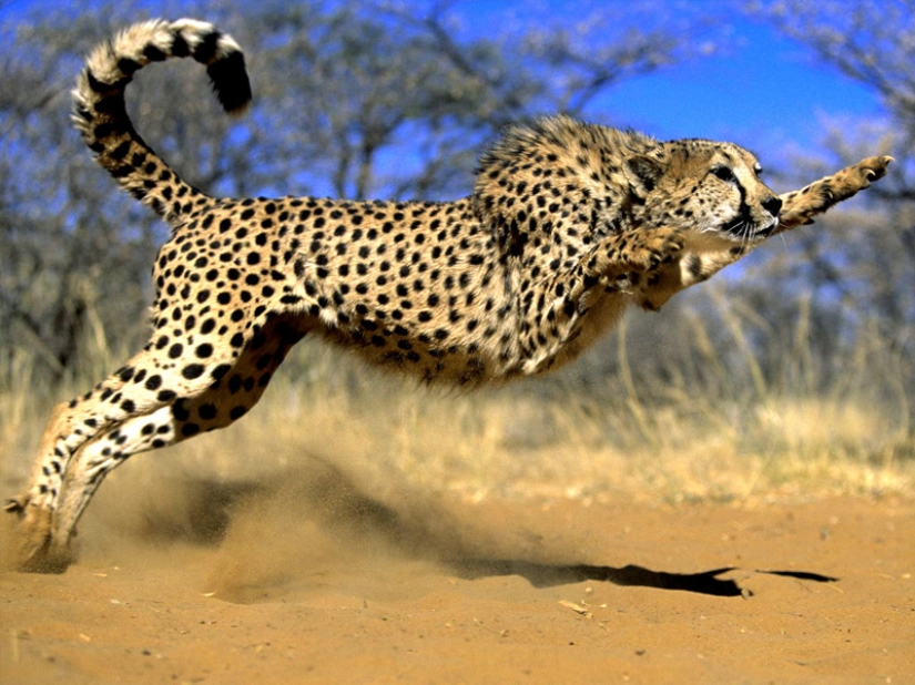 The fastest animals on earth, in water and in the air